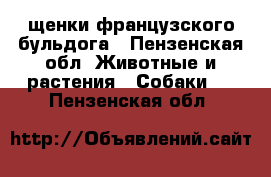 щенки французского бульдога - Пензенская обл. Животные и растения » Собаки   . Пензенская обл.